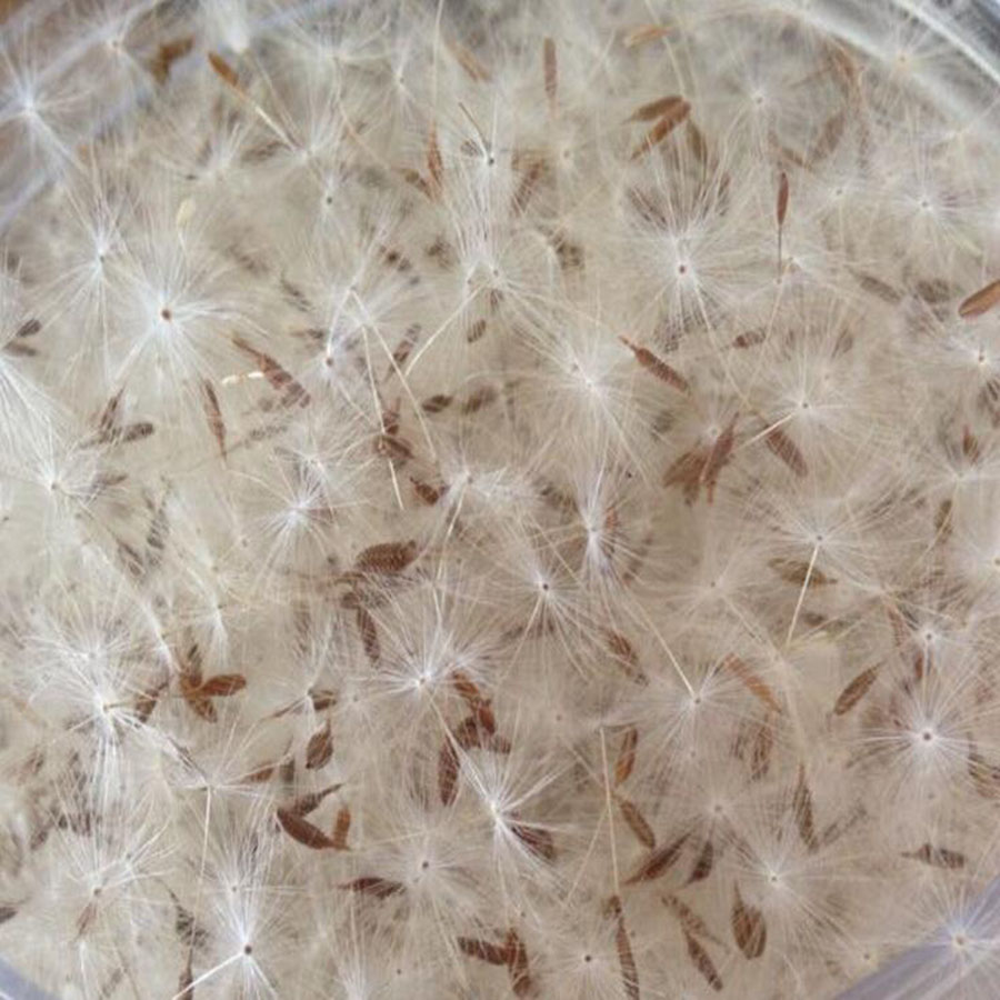 Flower Preservation Resin - 100pcs Mini White Dried Dandelion Flower