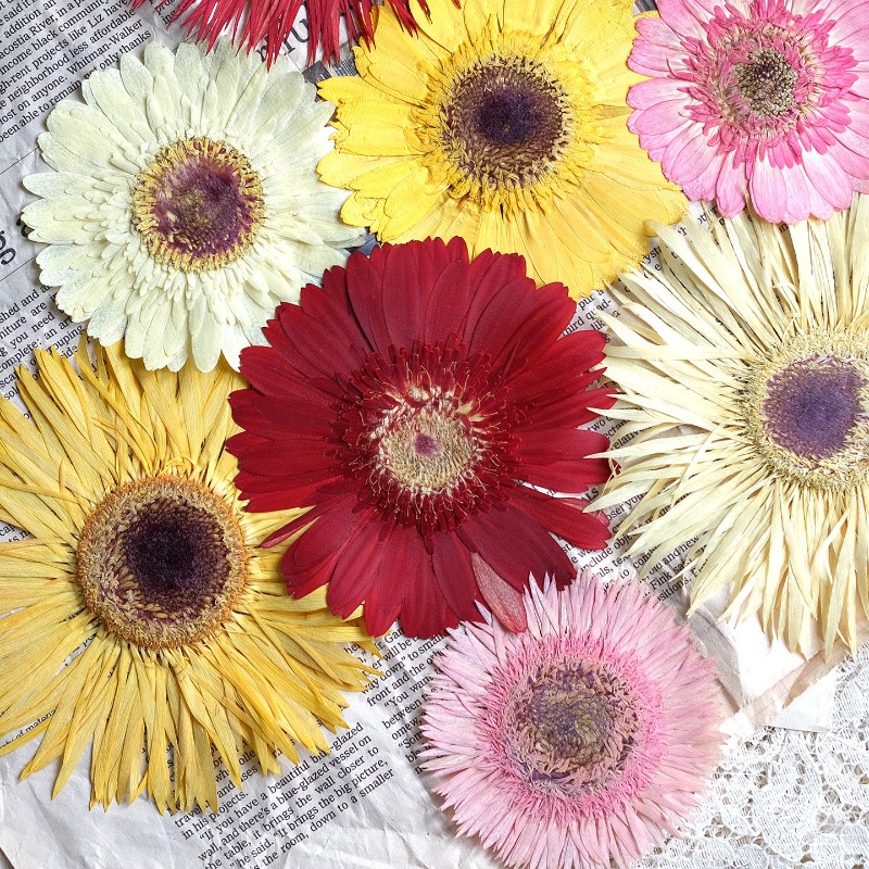 1pcs/7-9cm,Pressed Gerbera Dri - Resin Craft Ideas recension och pris