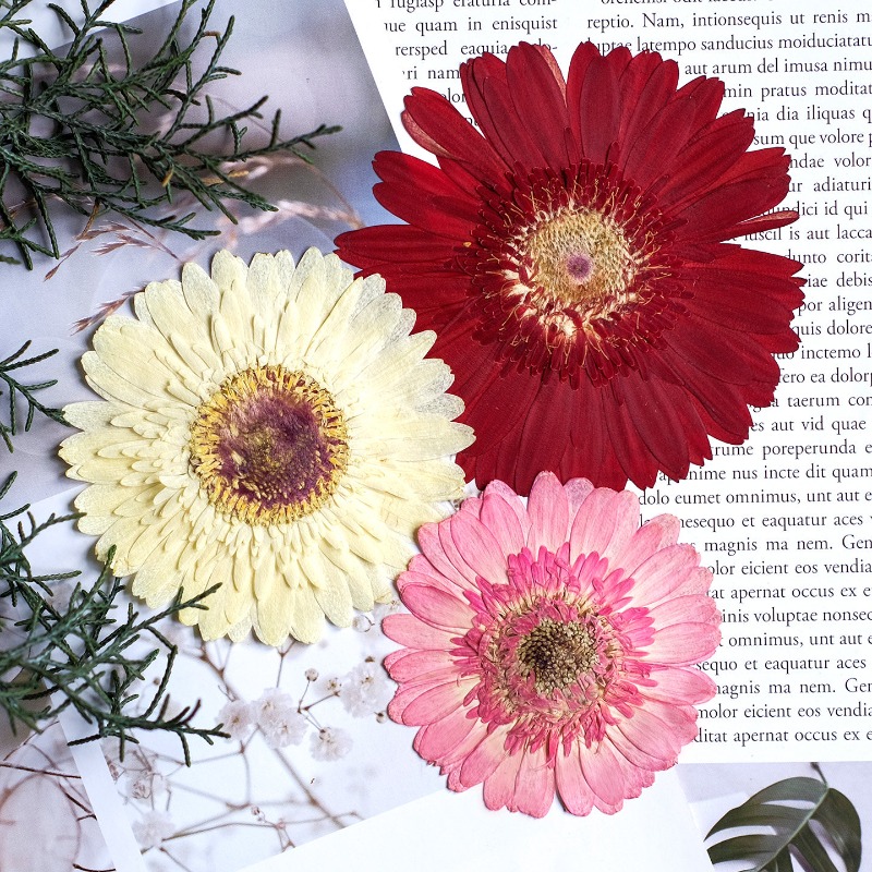 1pcs/7-9cm,Pressed Gerbera Dri - Resin Craft Ideas recension och pris